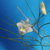 Dendrobium sp.　フィリピン産