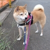 プチ散歩の後は、だよ
