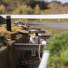 東北東部北離島のねこさん