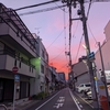 夏を告げるヒマワリと、友人に贈る大収穫！