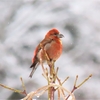 野鳥日記　2020年4月前半　MF