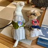 おさがり浴衣