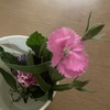 早起き２７日目　お花をもらった話