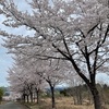 山本山千本桜