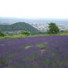 札幌市のラベンダー畑「幌見峠」