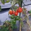 ミディートマト🍅