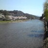 浅野川大橋から、桜咲く土手を望む