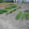 作物の植え付け / Planting Crops
