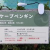 上野動物園のケープペンギン