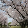 栄緑道の桜（埼玉県新座市）