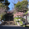 池上梅園、まだまだ見頃！