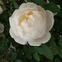 鳳仙花の日記