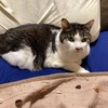 コタの夜鳴きがMAXだった日