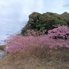 安房グリーンライン、桜満開、来週は葉桜かな。南房総はすっかり春。