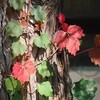 紅葉したツタの葉