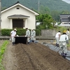 さつまいもの植え付け