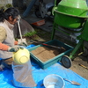 今年は2トンの保田ぼかしを作ります