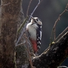 日本　散歩道の野鳥たち　アカゲラ、シメ、アオジ、キジ 