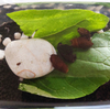 カワニナは小松菜を食べるのか