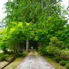 【青原寺】の山紫陽花が見頃を迎えたよ(*'ω'*)