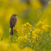 2020年2月29日の鳥撮り-神奈川県三浦半島(2/2)