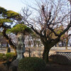 高崎公園の梅が開花しました。