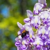 フジの甘い香りと丸っこい蜂と