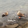 運河の水鳥たち