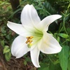 夏の白いユリ　