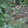 Blyth's Reed Warbler シベリアヨシキリ (インドの鳥その92)