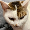 我が家の猫ギャラリー3！！
