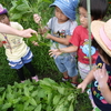 藍の生葉染めに挑戦!　３歳児
