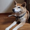 人と似ている！犬の認知症