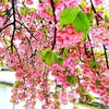 京都ぶらり　三条大橋　早咲き桜満開