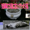  交通事故で天国に旅立って行った子猫