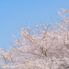 アレルギー性鼻炎はつらい。