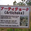 アーティチョーク（artichoke） と、【思うに日本の耳はそのようにして松籟を愛し、筧の音を楽しんできた。いわばそれは松籟をきいて風と化し、筧をきいて水と化す心である。】