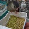 ヒナ文鳥のその後…、その１