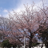 河津？染井？どちらでも桜は桜