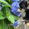 まろにー2830日目