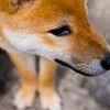 犬を飼ってはいけない島は本当か！？飼うとバチが当たる？