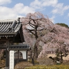 【水戸市】安国寺の枝垂れ桜・・