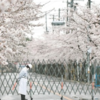 富岡町の桜