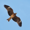 3月5日の散歩　鳥編