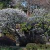 二の丸庭園、梅・彩々。