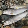 　肴の川魚料理【五目釣り！】