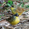 青鵐（アオジ）♂♀