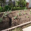 夏野菜の植え付け
