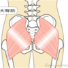 筋肉紹介〜大臀筋〜