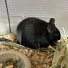くろごまあん二世 239日目